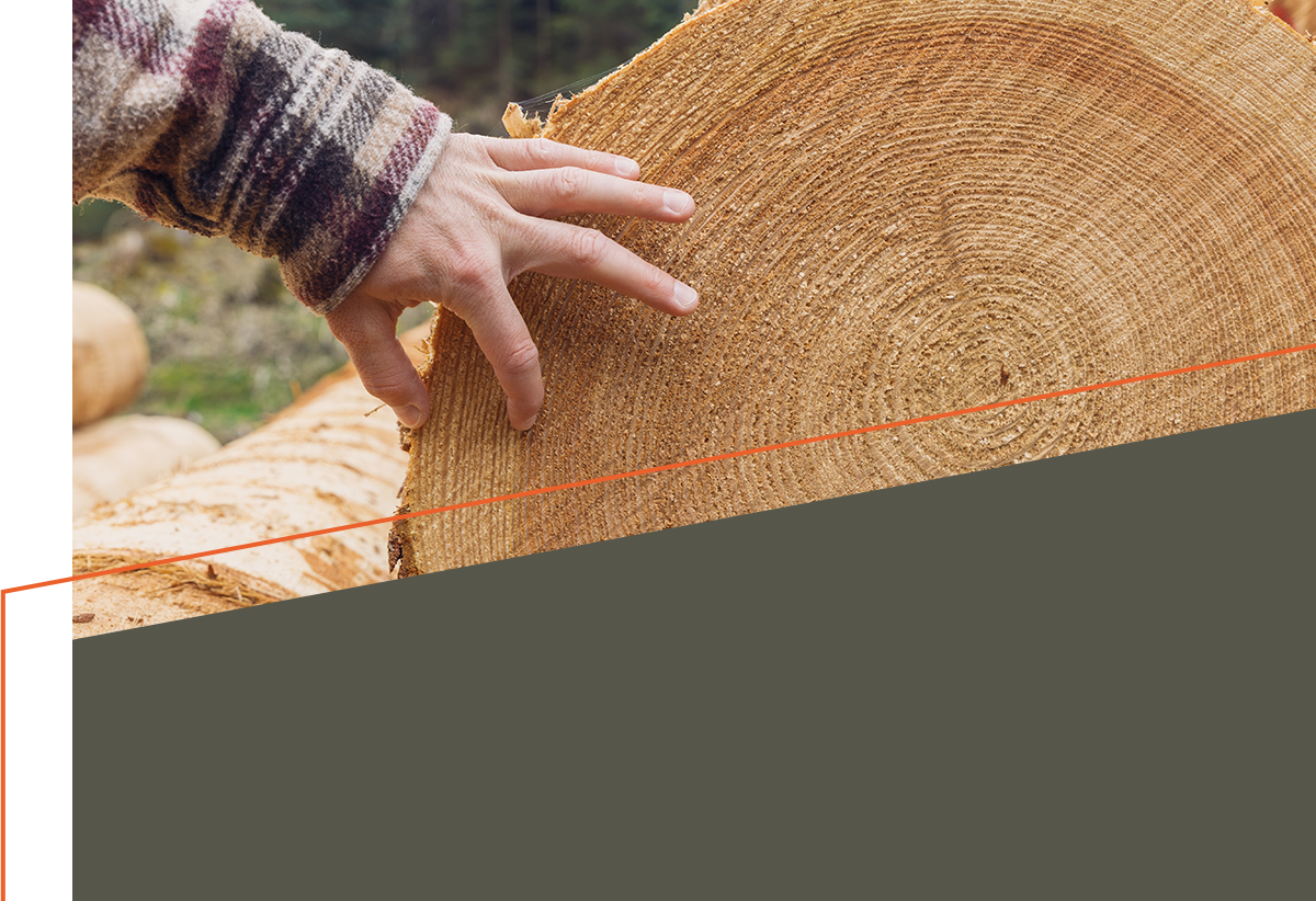 Nahaufnahme Schnittseite Rundholz