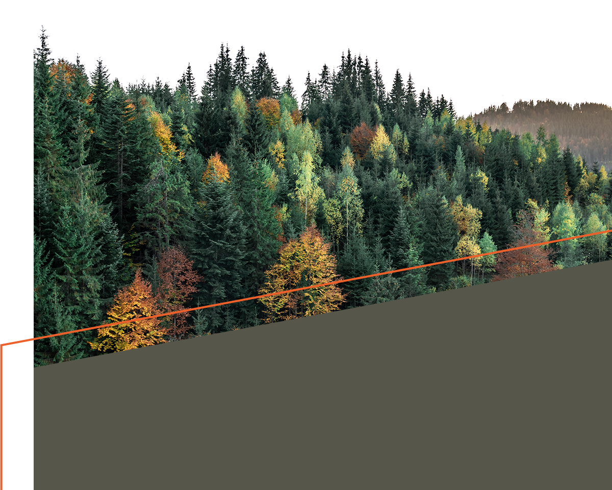 Herbstwald mit Nadel- und Laubbäumen