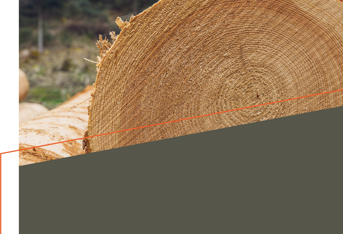 Jahresringe Rundholz Nahaufnahme.