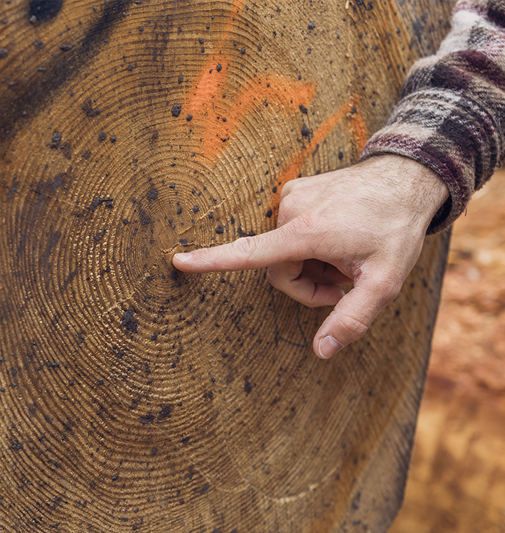 Hand zeigt auf Jahresringe an Rundholzstamm