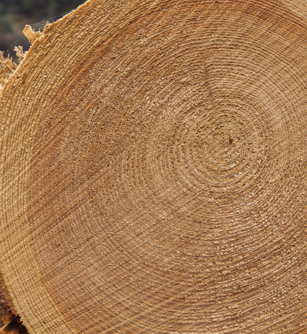 Jahresringe Rundholz Nahaufnahme.