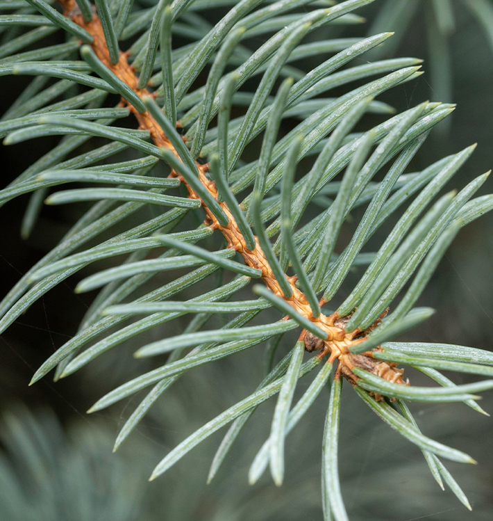 Tannenzweig Nahaufnahme