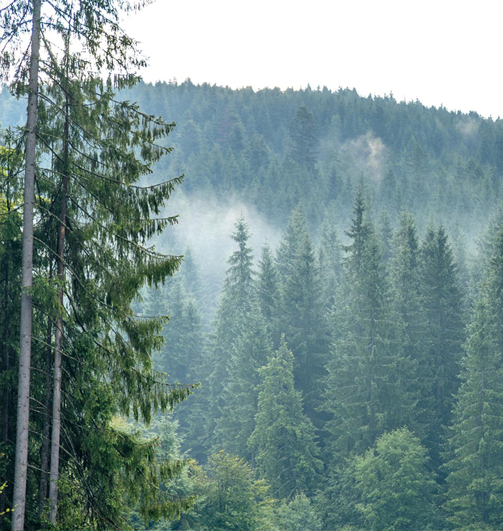 Waldlandschaft mit Nadelbäumen